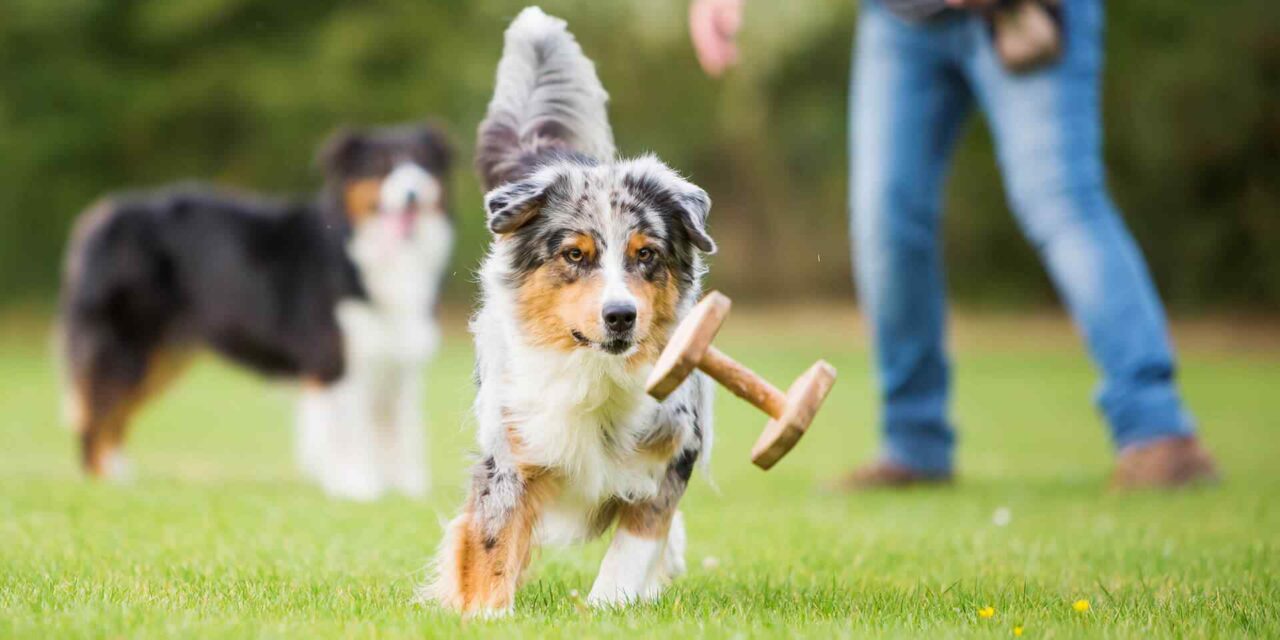https://fordogs.ro/wp-content/uploads/2018/09/post_01-1280x640.jpg