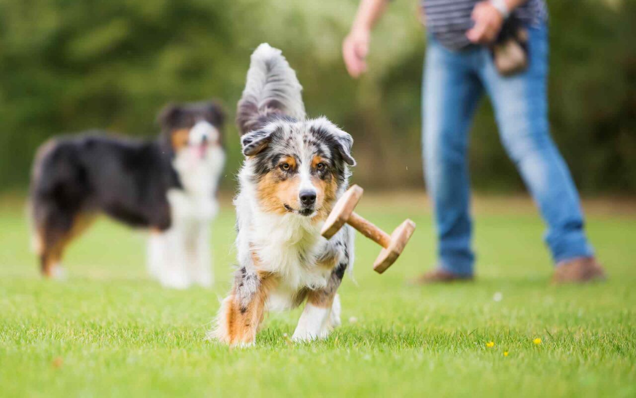 https://fordogs.ro/wp-content/uploads/2018/09/post_01-1280x800.jpg
