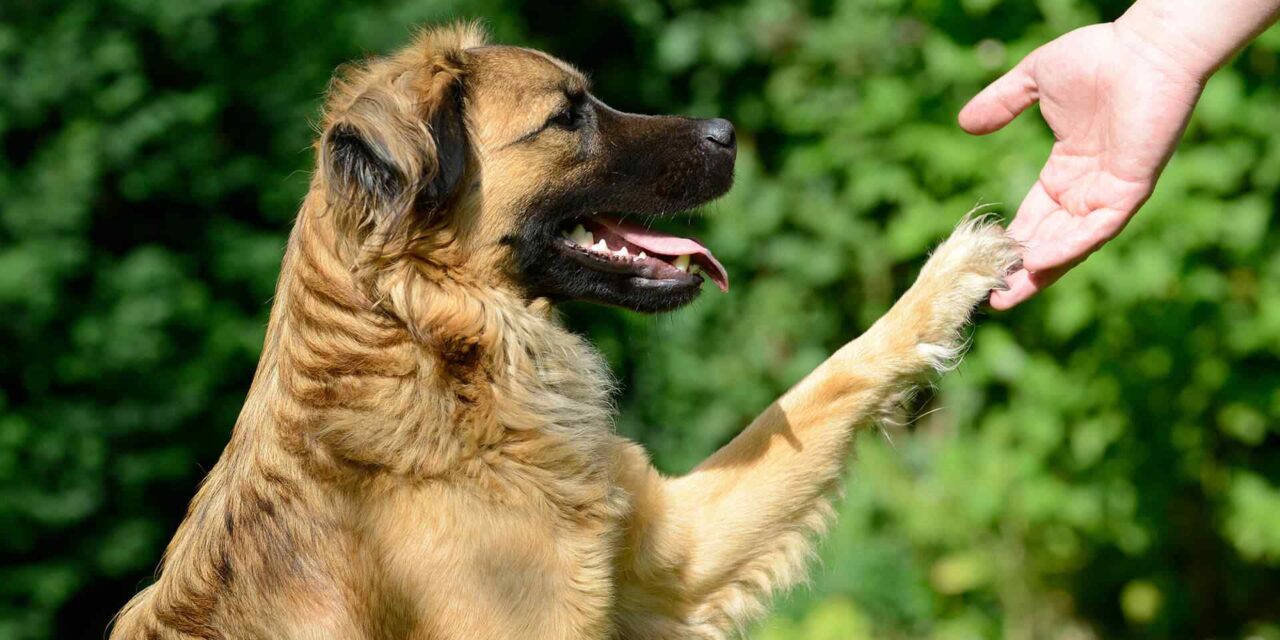 https://fordogs.ro/wp-content/uploads/2019/07/post_11-1280x640.jpg