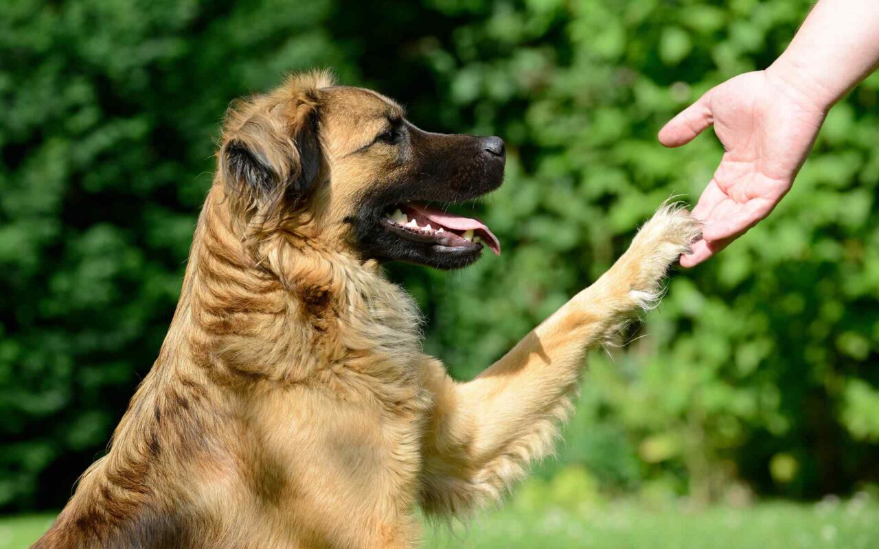 https://fordogs.ro/wp-content/uploads/2019/07/post_11-1280x800.jpg