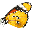 https://fordogs.ro/wp-content/uploads/2019/08/butterfly.png