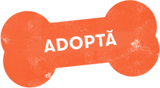 https://fordogs.ro/wp-content/uploads/2022/05/os1.png