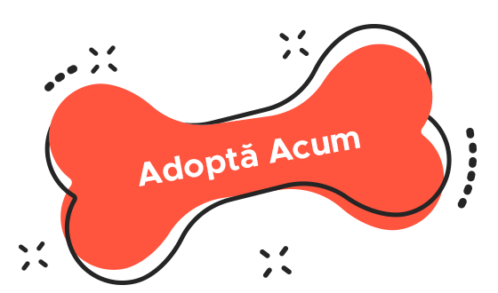 https://fordogs.ro/wp-content/uploads/2023/02/book_now.png